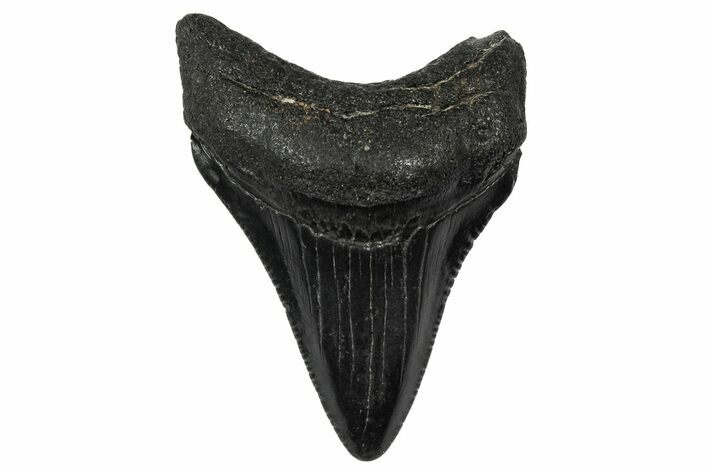 Juvenile Megalodon Tooth - South Carolina #340528